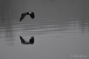 Bald Eagle Lake Mtka