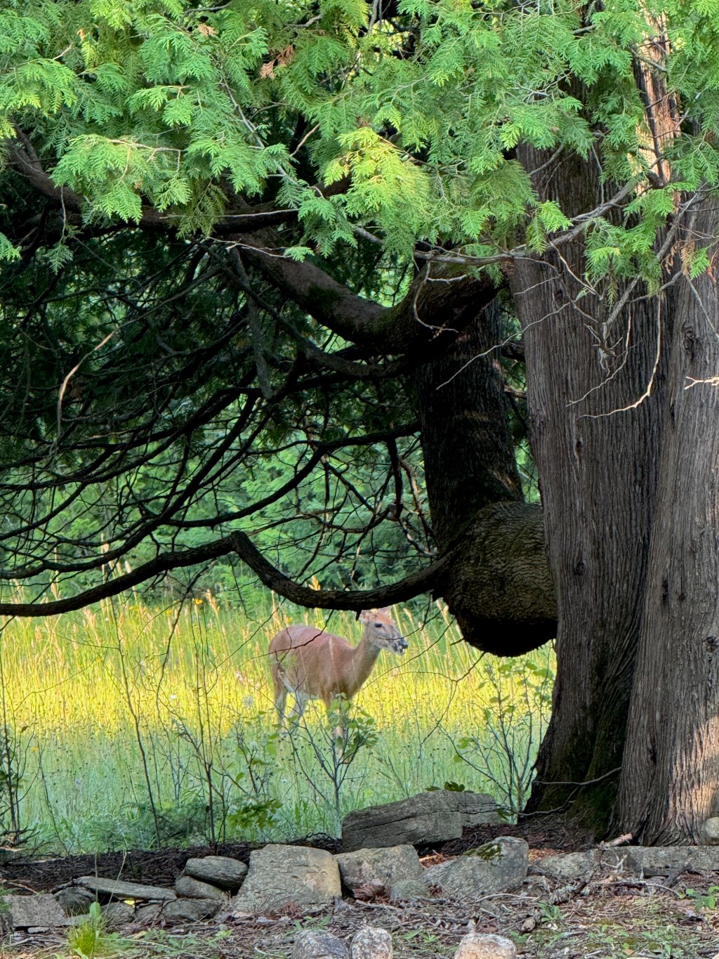 Coping with Overwhelming&nbsp;Distress